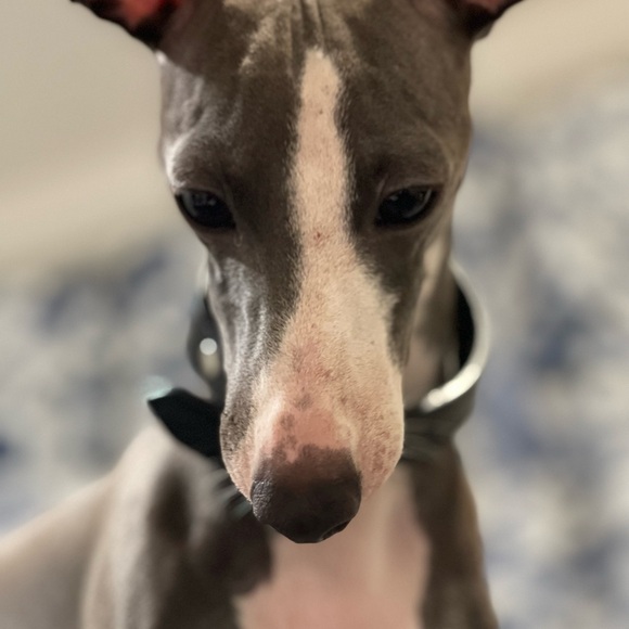 Meet your Posher, Denise - Picture 2 of 5